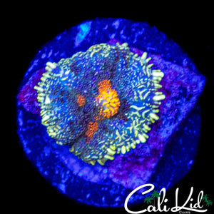 GOLD SPOT RHODACTIS