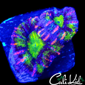 ULTRA PINK STRIPE ACAN DOUBLE