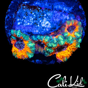 CK MANGO TANGO ACAN QUAD