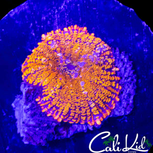 RAINBOW SKIRT RHODACTIS