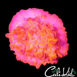 CK FLAMIN SETOSA CHUNK