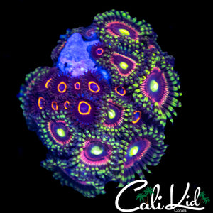 ASSORTED ZOA MINI COLONY