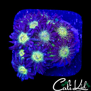 AQUACULTURED GLITTER BOMB GONI