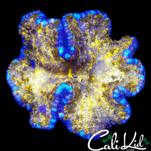 RARE GOLDEN PINEAPPLE PIZZA ANEMONE