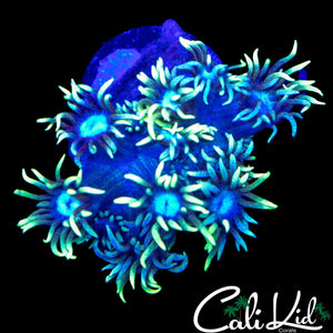 SUNFLOWER TYPE GONI