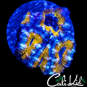 GOLD BAR ACAN MINI COLONY