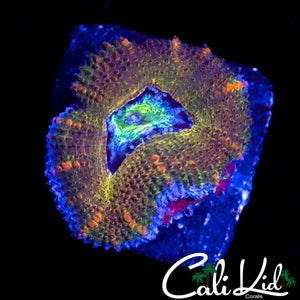 CK THE KUSH ACAN MORPH