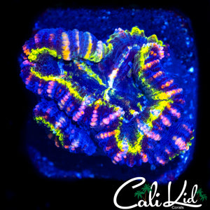 RAINBOW SLICE ACAN TRIPLE