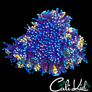 CK GOLDEN GALAXIA