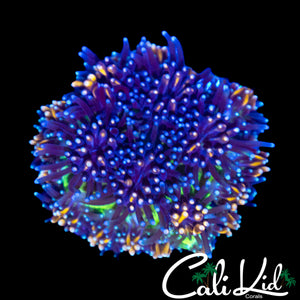 CK GOLDEN GALAXIA