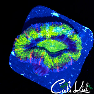 ULTRA SLICE ACAN LORD