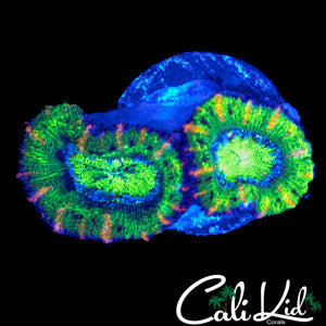 BLACK SPOTTED ACAN DOUBLE