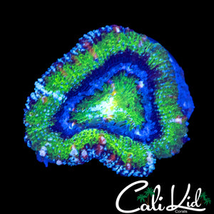 SHIMMER & ICE ACAN LORD