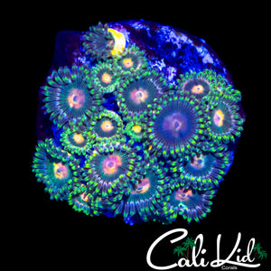 ASSORTED ZOA COLONY