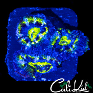ULTRA RAINBOW ACAN TRIPLE