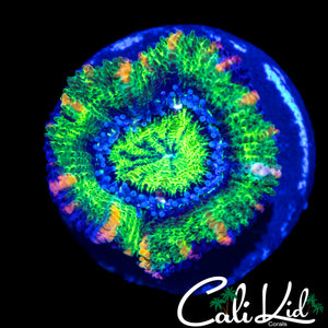 BLACK SPOTTED ACAN LORD