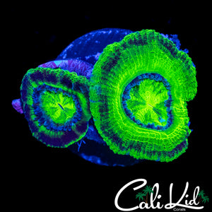 MIDNIGHT RING ACAN DOUBLE