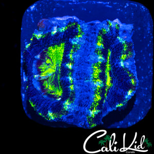 ULTRA EYE ACAN DOUBLE