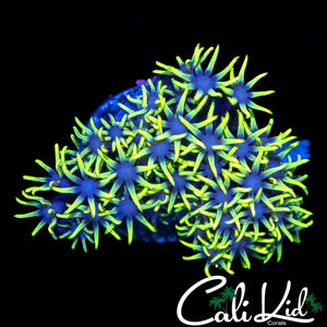 ULTRA GREEN STAR POLYPS