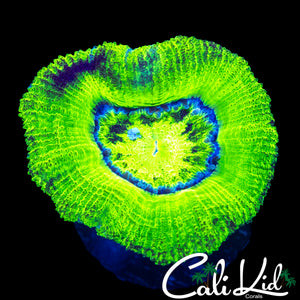 LARGE MIDNIGHT RING ACAN