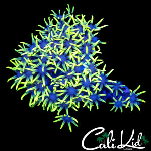 ULTRA GREEN STAR POLYPS