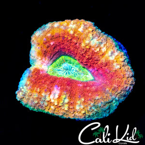 FLAMIN' RAINBOW RING LOBO