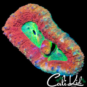 FLAMIN' RAINBOW RING LOBO