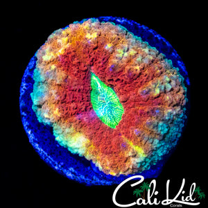 FLAMIN' RAINBOW RING LOBO