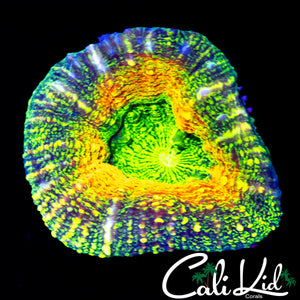 RAINBOW GALAXY LOBO