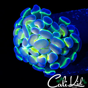 HOLOGRAM HAMMER