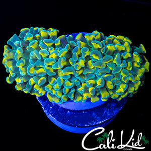 TRUE YELLOW TIP HYBRID HAMMER