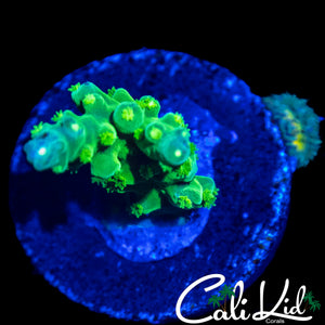 CK GREEN SLIMER ACRO