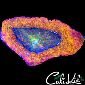 CK LARGE RAINBOW BOWERBANKI