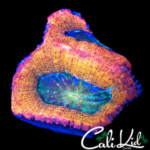 CK RAINBOW BOWERBANKI DOUBLE