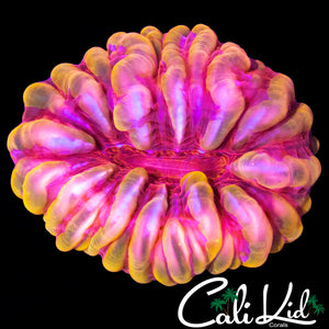 SUPER RARE RAINBOW SWIRL CYNARINA