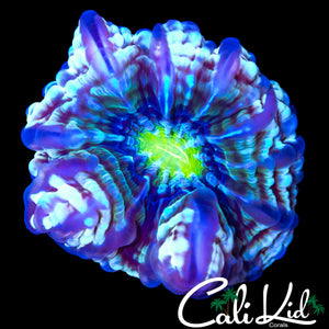 GREEN EYE FRANKENSTEIN INDOPHYLLIA