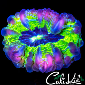 RARE 4 COLOR CYNARINA