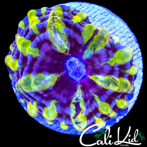 RARE PURPLE SHATTER MINI CYNARINA