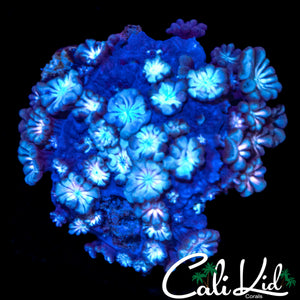 ULTRA BI COLOR ALVEOPORA