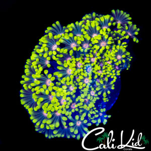 CK UNRELEASED RAINBOW ALVEOPORA