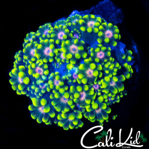 BEN'S PRIVATE COLLECTION RAINBOW ALVEOPORA