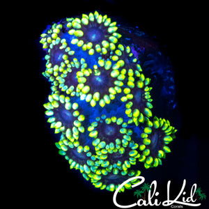 CK PURPLE HAZE GONI