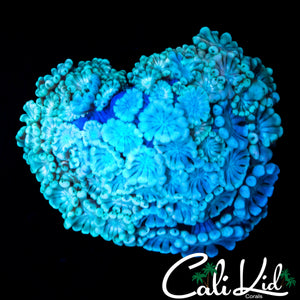 GHOST ALVEOPORA