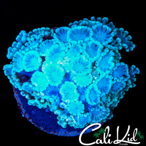 GHOST ALVEOPORA