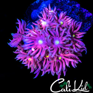 CK PINK MEDUSA GONI