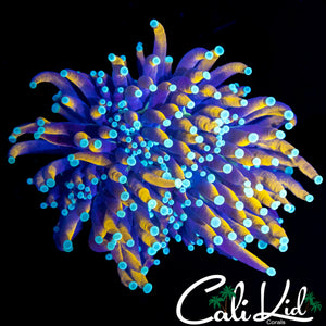 AQUACULTURED TEAL TIP TORCH