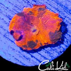 RARE 4 COLOR DISCO MUSHROOM W/ PURPLE