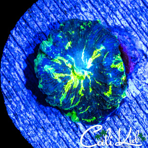 BAD ASS PATTERN KRYPTONITE MUSHROOM