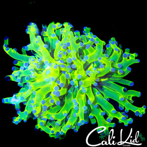 OG PURPLE / GREEN FROGSPAWN