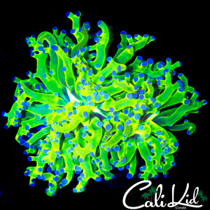 OG PURPLE / GREEN FROGSPAWN